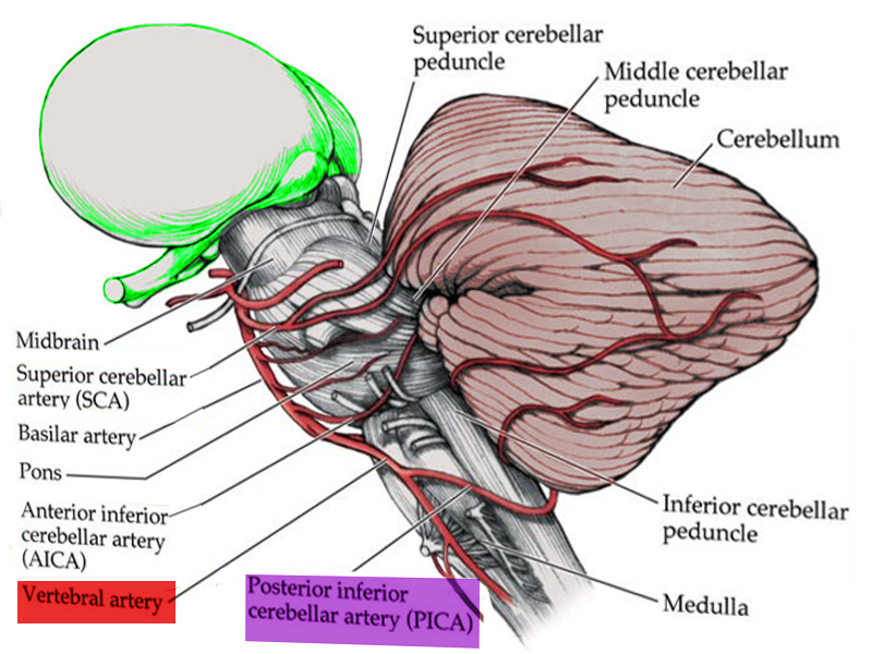 Blood supply to medulla