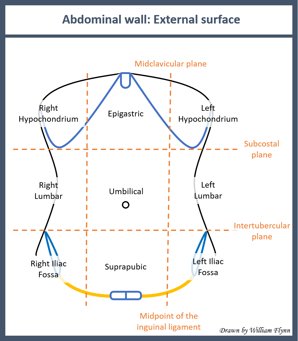 Surface anatomy of the abdominal wall
