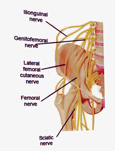 <p>Pathway of the Ilioinguinal Nerve</p>