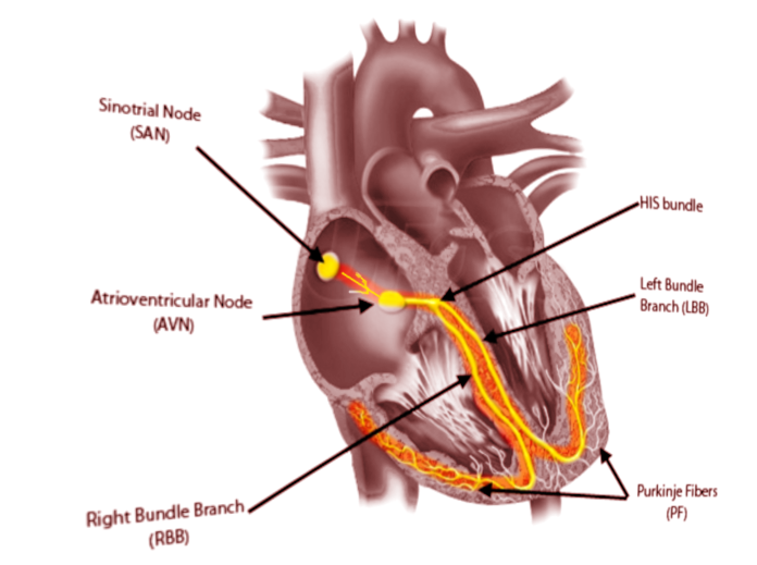 Normal electrical conduction