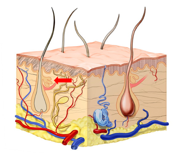 <p>Diagram of Skin Structure</p>