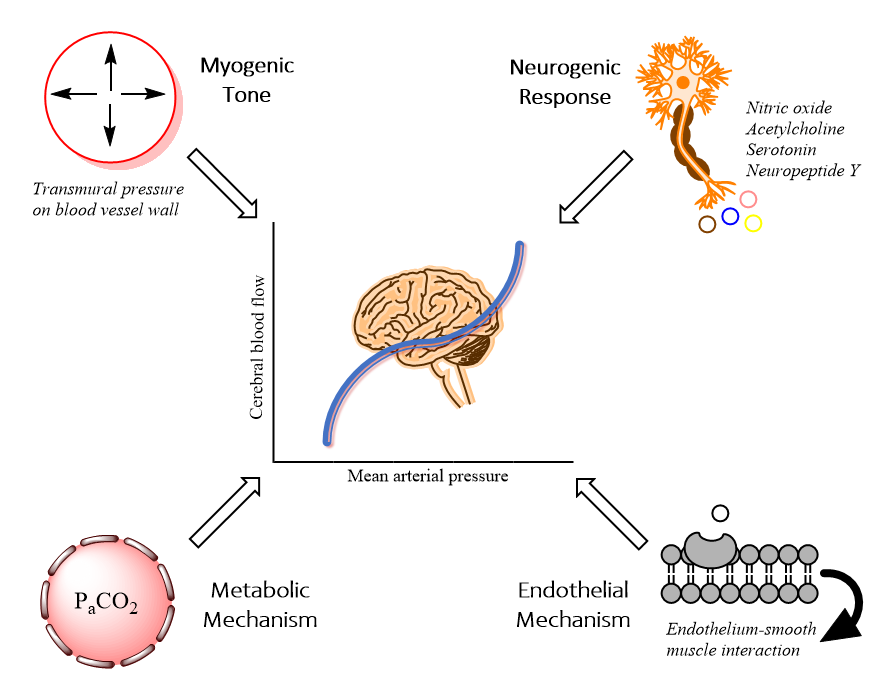 Physiology of cerebral autoregulation