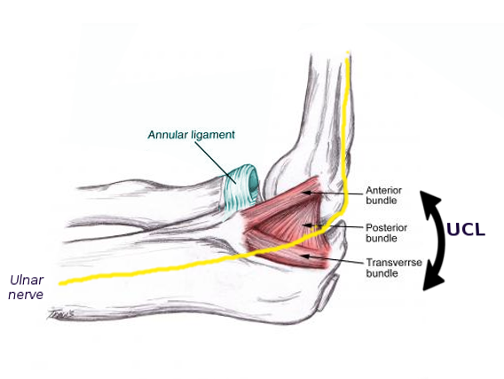 <p>Medial Elbow Anatomy</p>