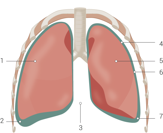 <p>Lung Anatomy