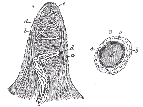 <p>Papilla of the Hand, Treated With Acetic Acid