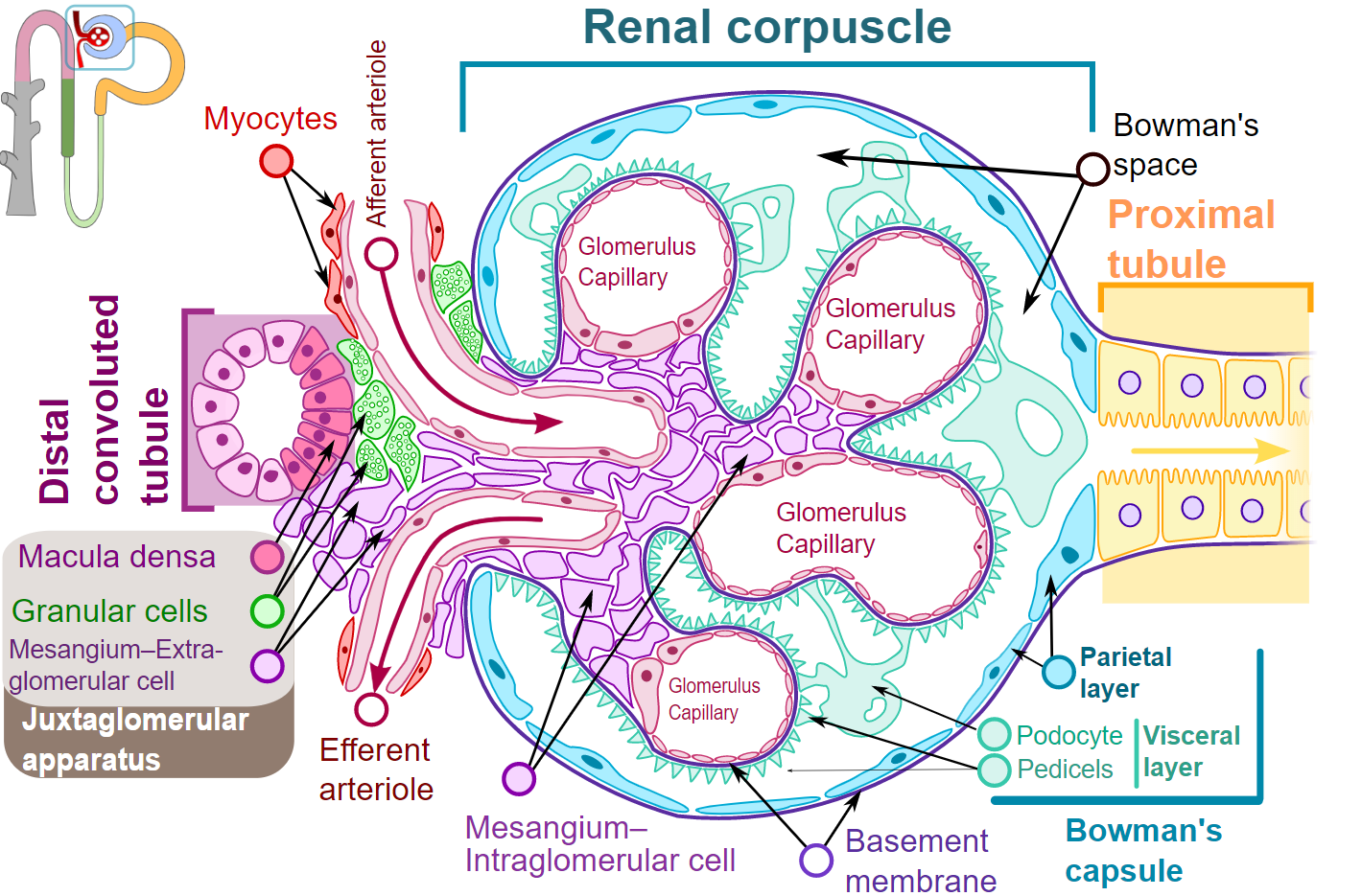 <p>Renal Corpuscle Structure, Nephron Histology. This diagram&nbsp;depicts the renal corpuscle structure.&nbsp;</p>