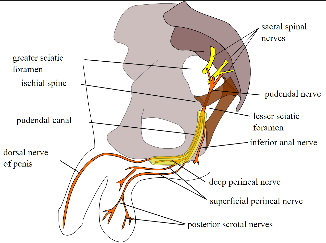 <p>Pudendal Nerve, Course, and Branches</p>