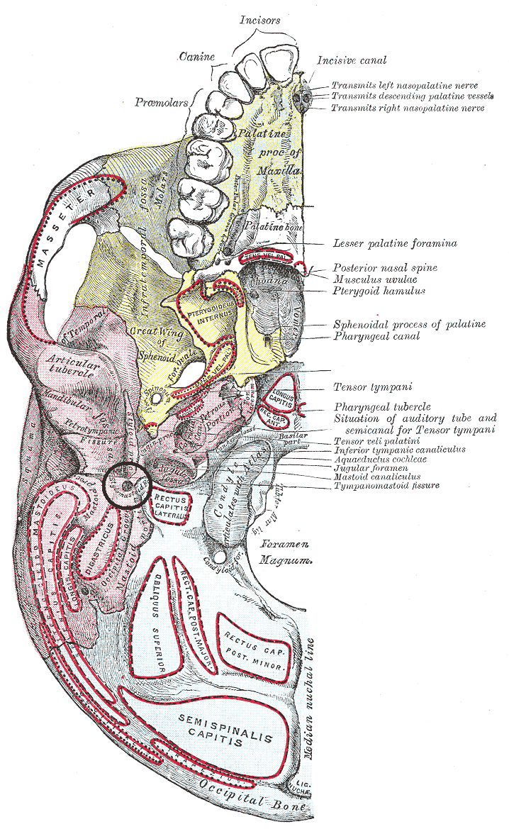 <p>Stylomastoid Foramen</p>