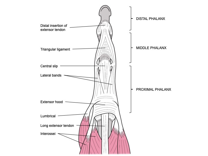 <p>Extensor&nbsp;Tendon&nbsp;Mechanism in the&nbsp;Finger</p>