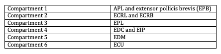 <p>Extensor Tendon Compartments in the Hand</p>