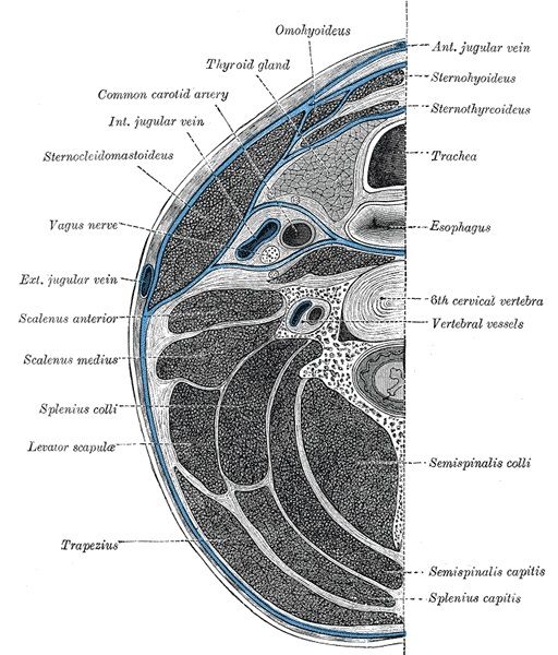 <p>Deep Cervical Fascia of the Neck