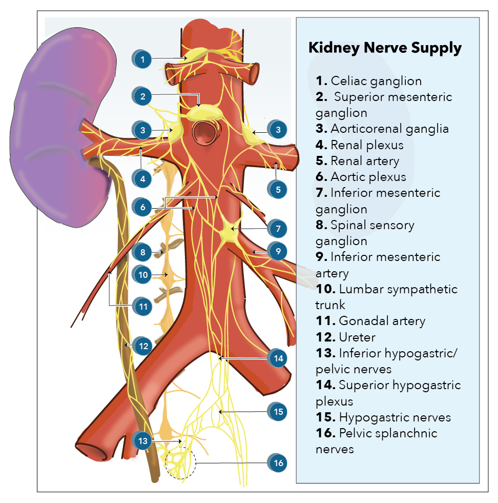 Kidney nerve supply