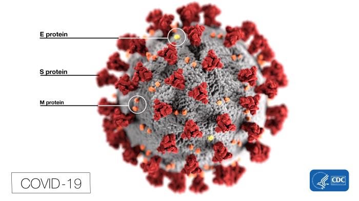 <p>Structure of COVID-19