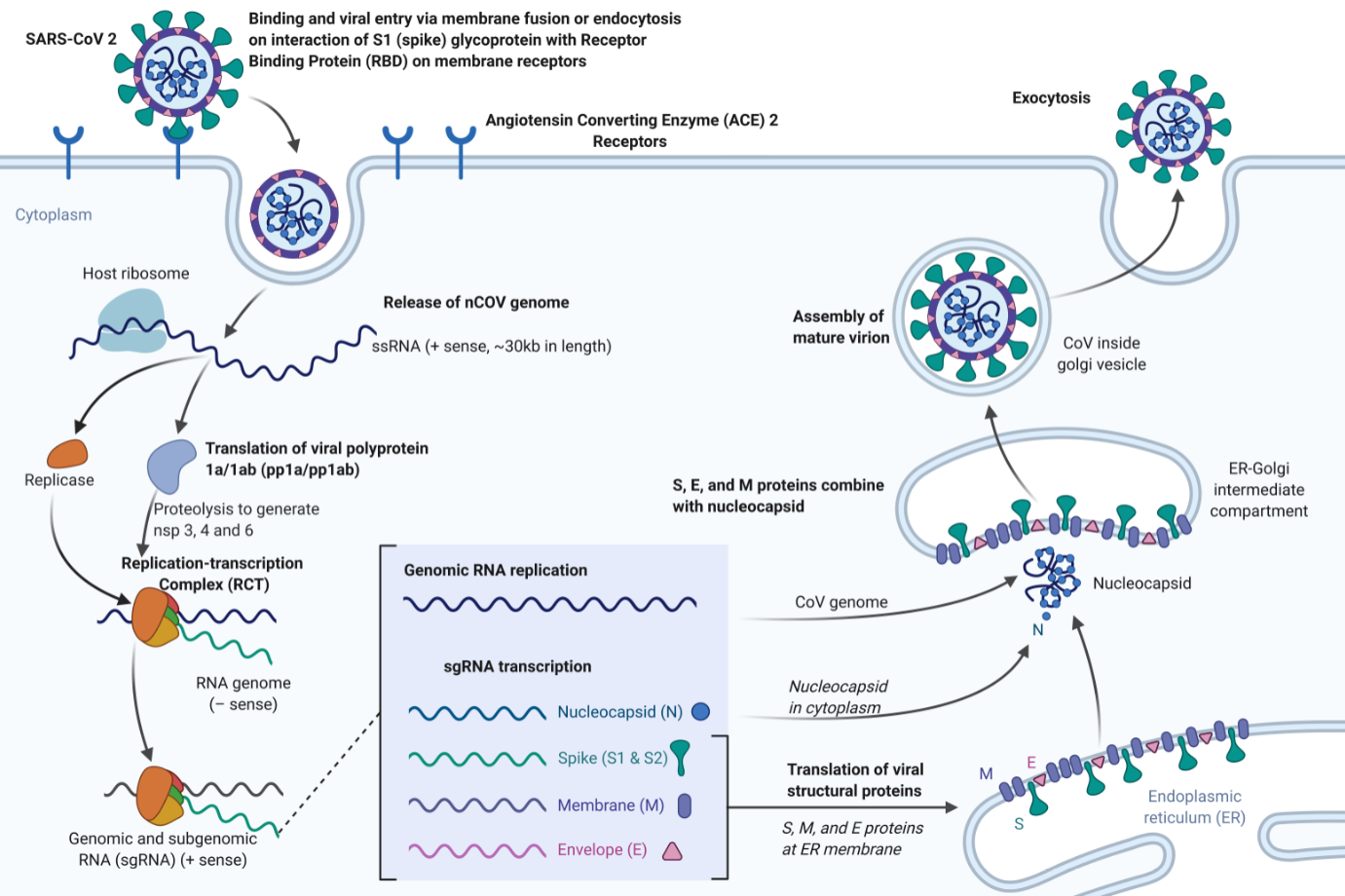 Covid 19, Corona Replication