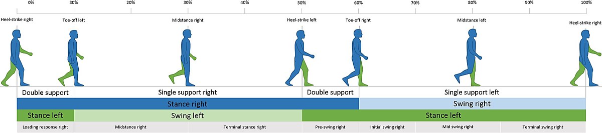 The Gait Cycle/Walk Cycle