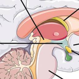 <p>Central Nervous System, Effects of Tetrahydrocannabinol&nbsp;</p>