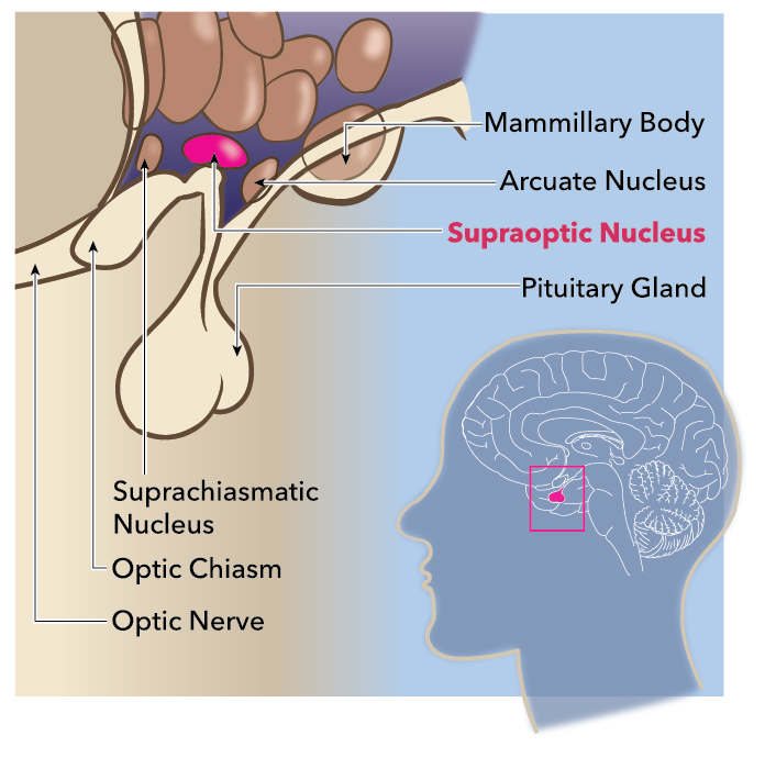 Supraoptic Nucleus