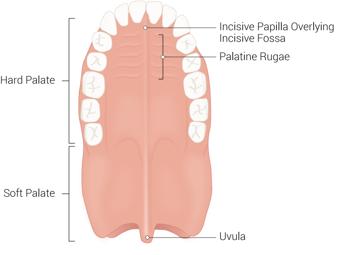 <p>Palate Illustration