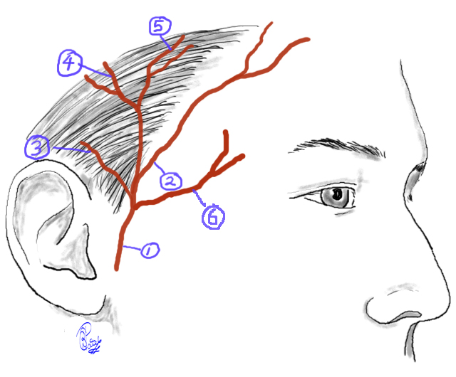 Superficial Temporal Artery: 1