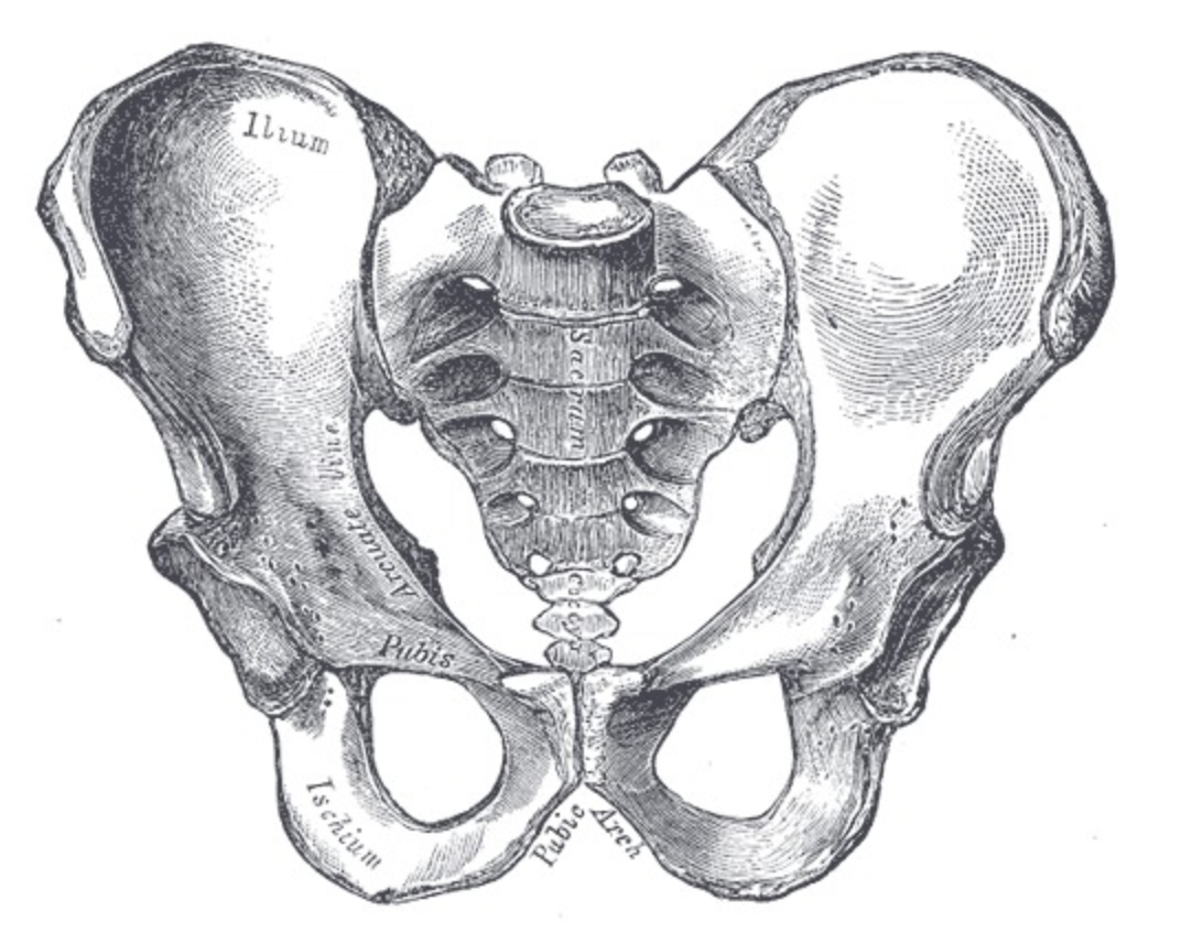 <p>Male Pelvis</p>