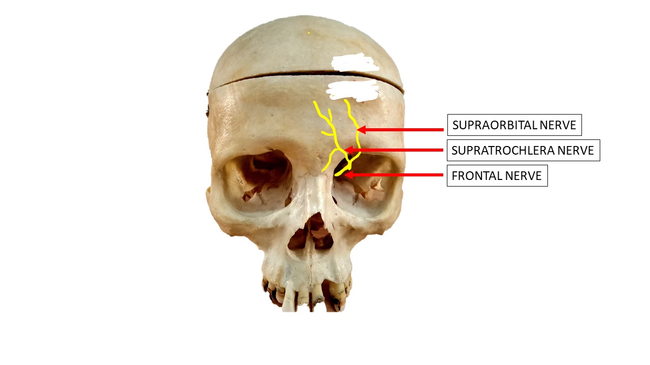 Supratrochlear Nerve