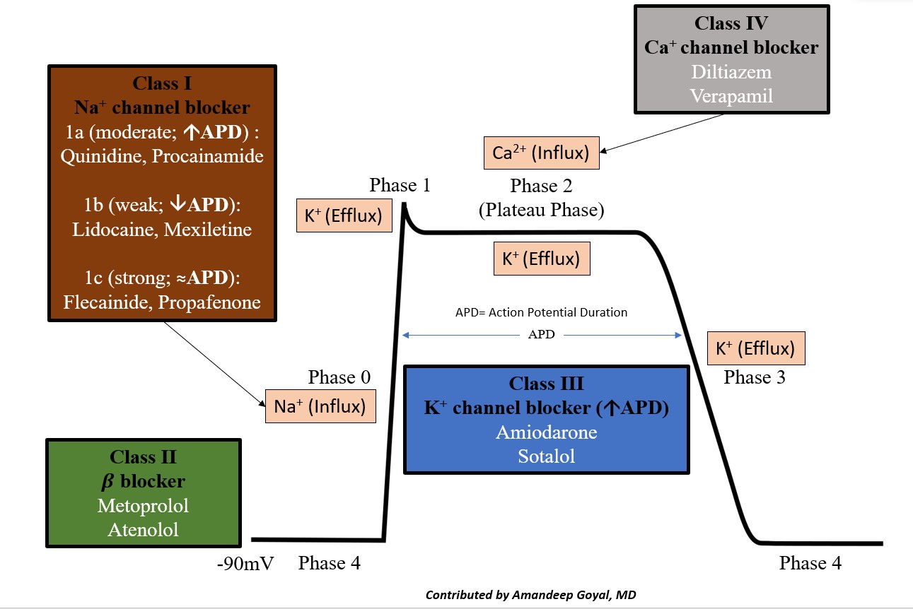 <p>Cardiac Action Potential and Drugs</p>