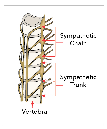 Sympathetic Chain Trunk and Vertebra