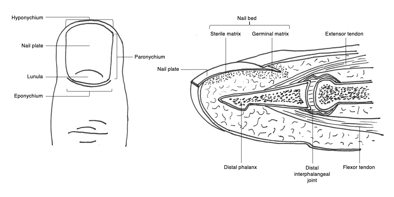 Figure 1: Illustration of fingertip anatomy