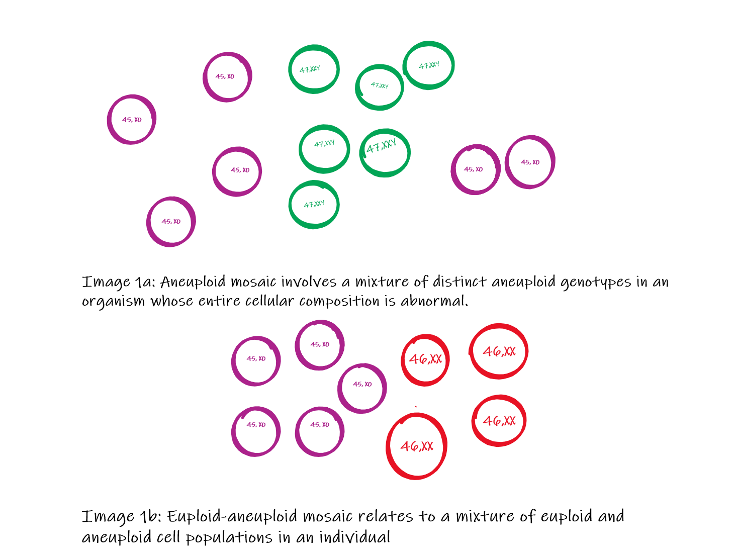 Types of Mosaicism