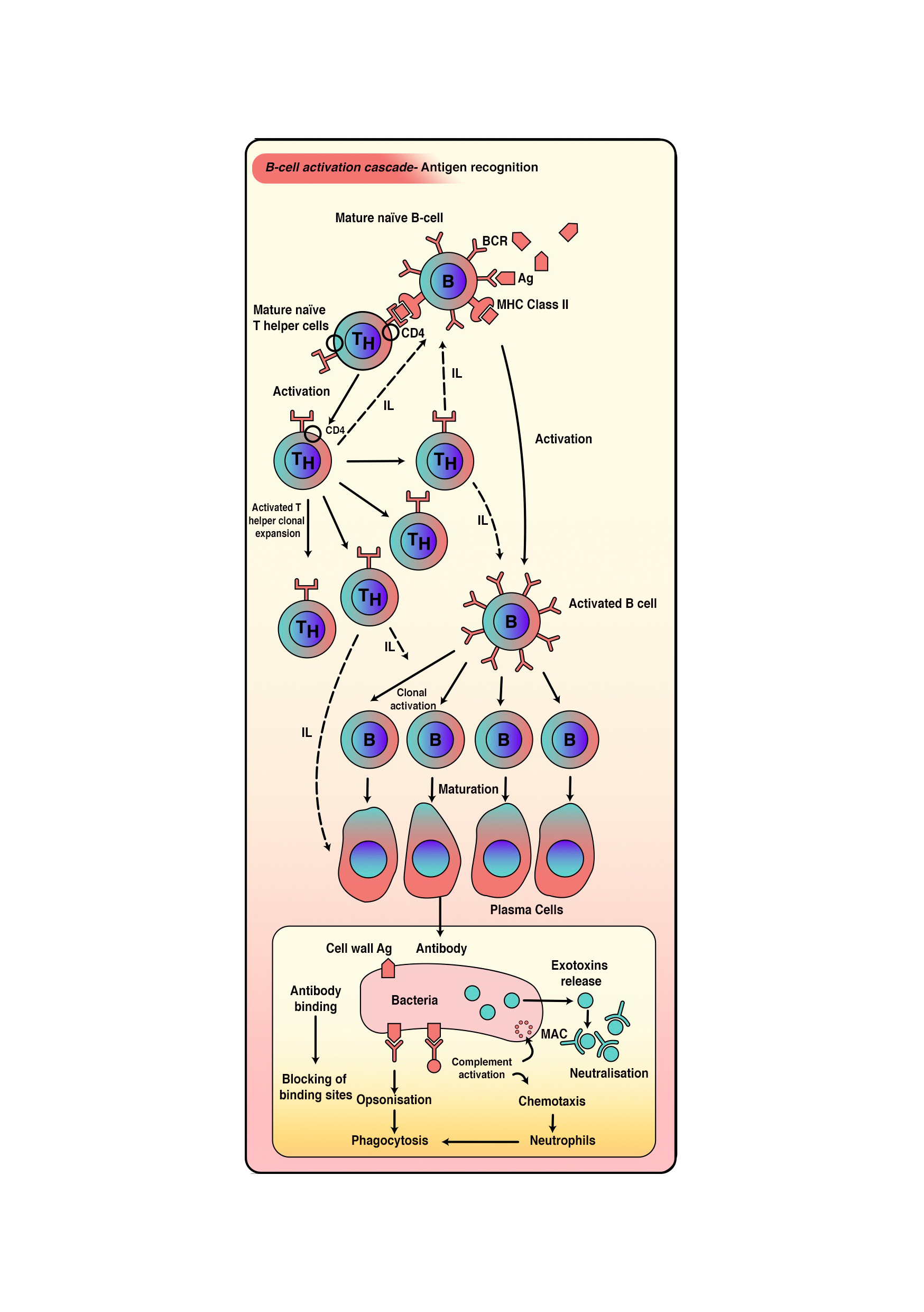 B-cell activation cascade