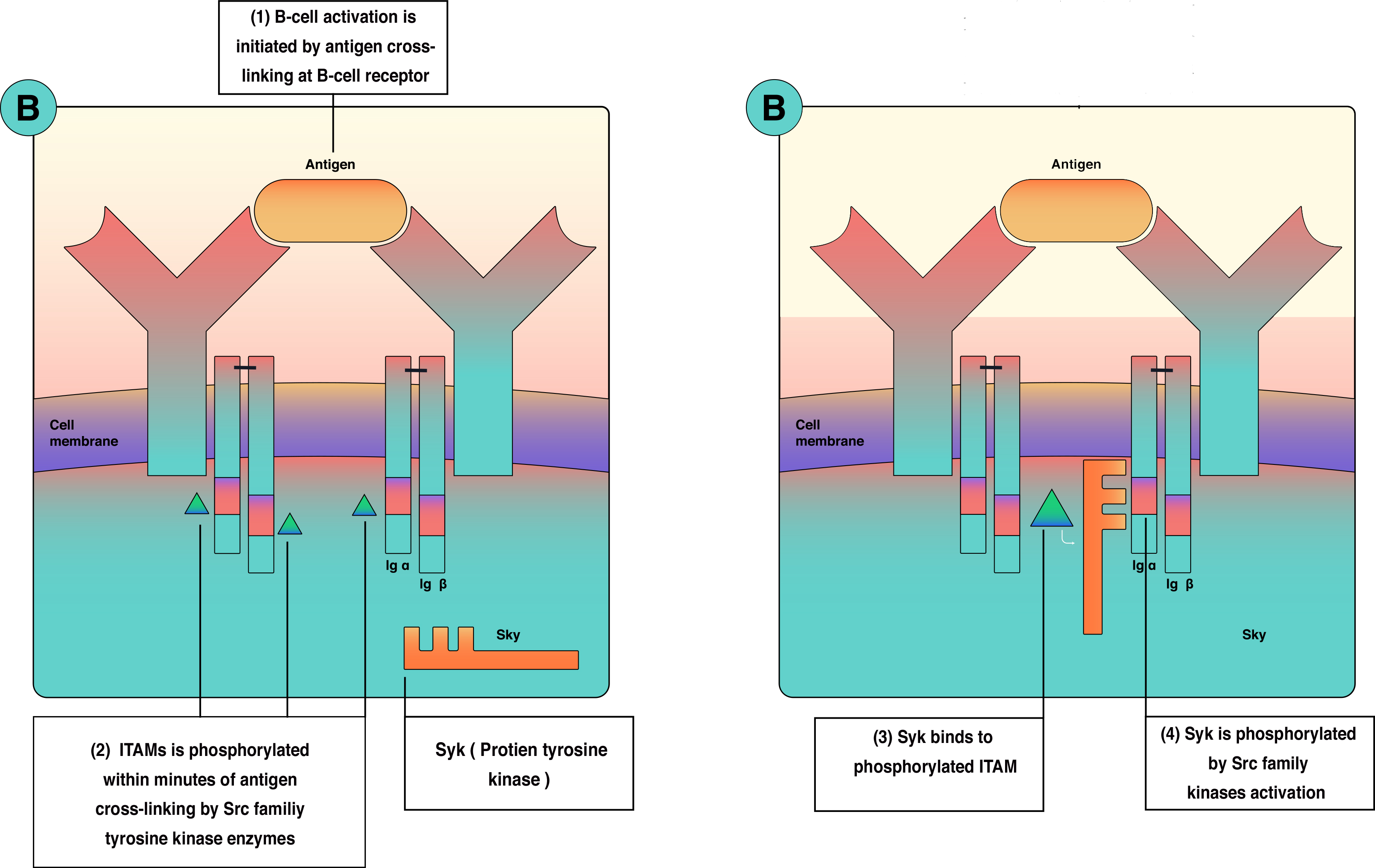 intracellular events of B-cell activation and signal transduction