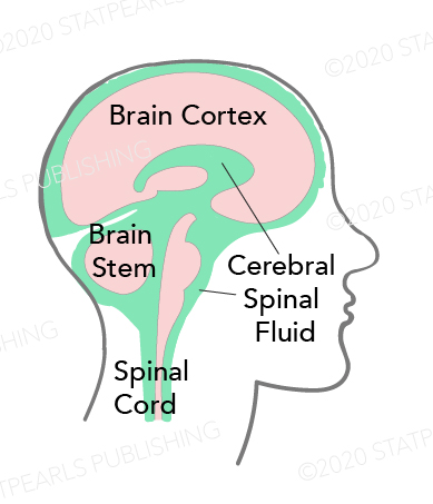 Cerebrospinal Fluid Pathway