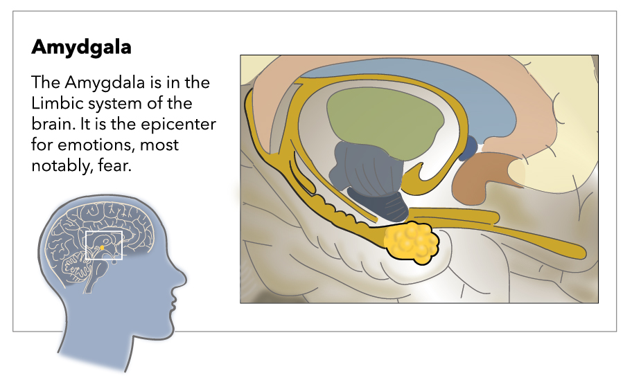 Amygdala diagram