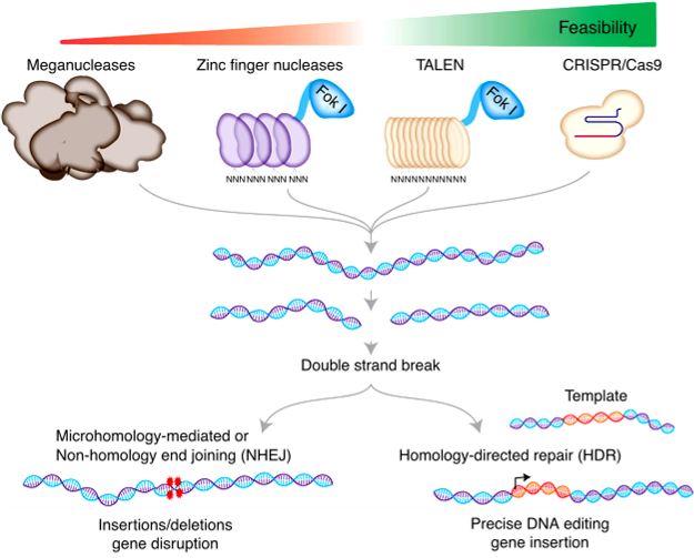 <p>Genome Editing