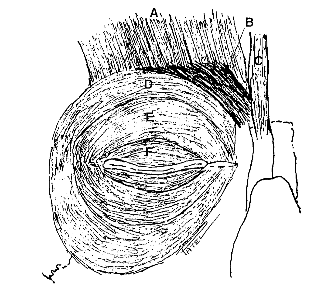 Orbicularis Oculi Muscle and its relations: 

A: Frontalis muscle
B: Corrugator superciliaris muscle
C: Procerus muscle
