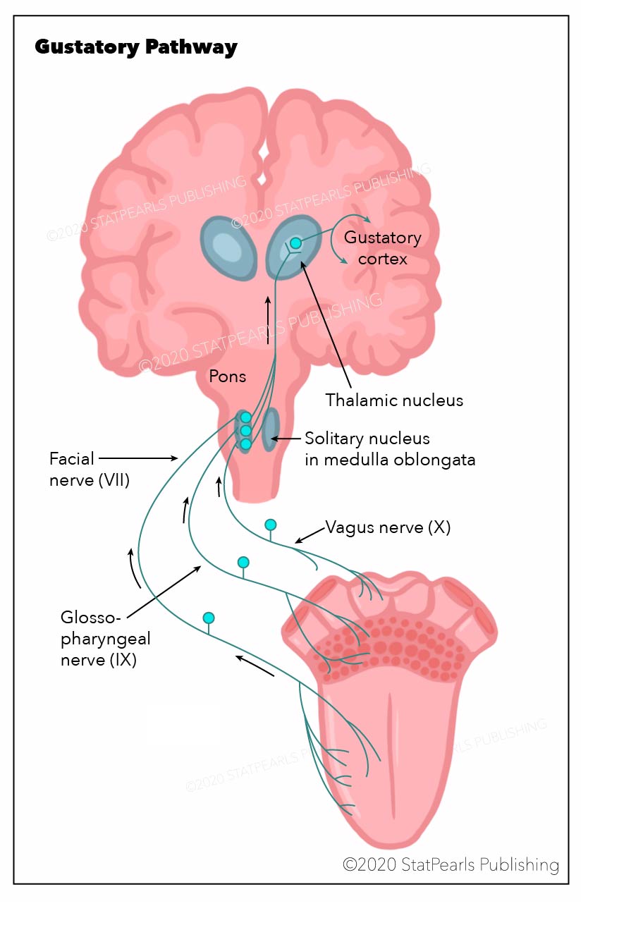 <p>Gustatory Pathway</p>