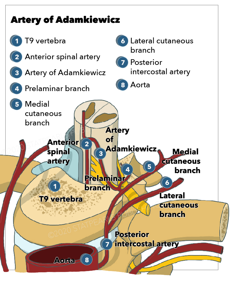 Anterior spinal artery, Artery of Adamkiewicz, Posterior intercostal artery, Lateral cutaneous 
branch