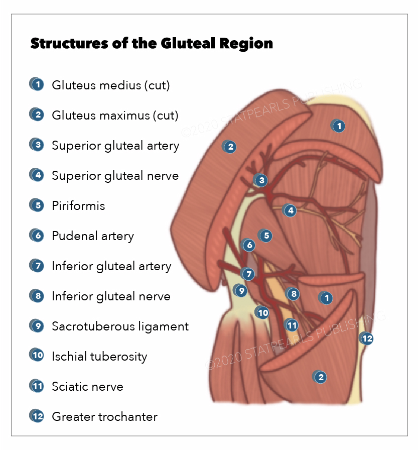 <p>Gluteal Region