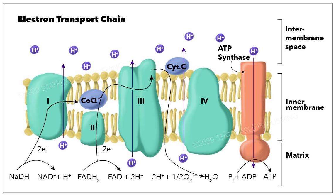 Electron Transport Chain graphic. Shows Inter-membrane space, inner membrane and matrix areas