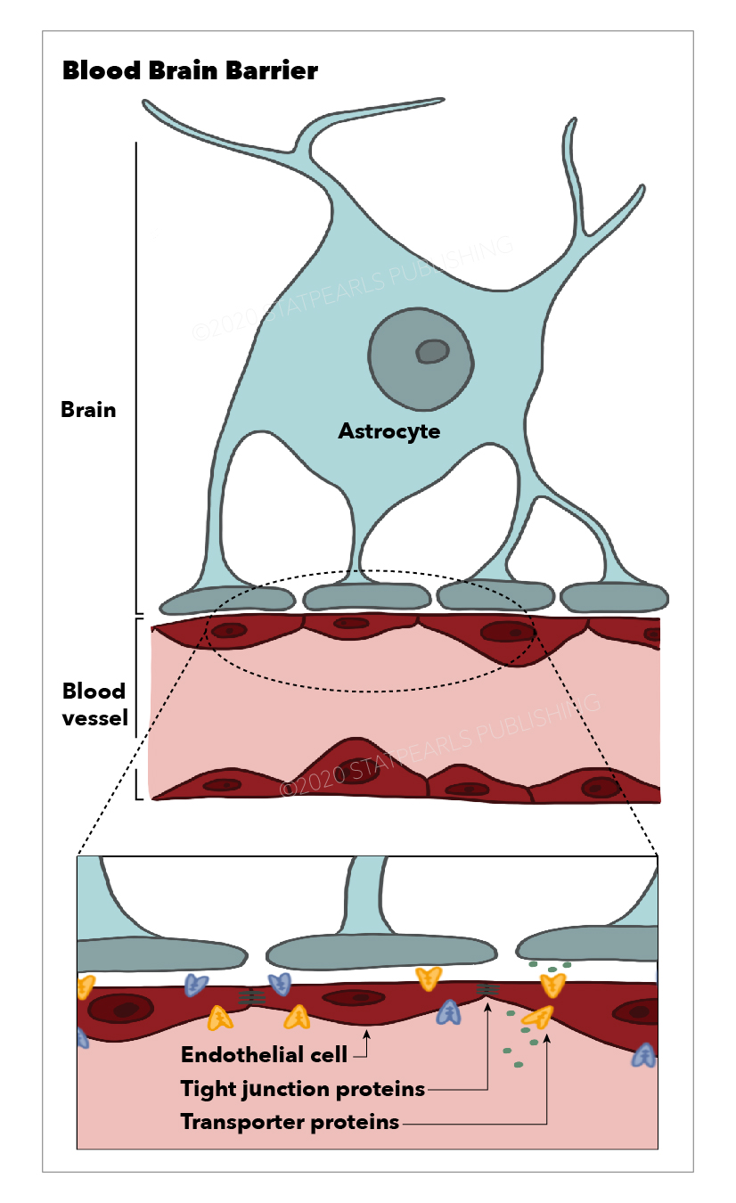 Blood Brain Barrier, Astrocyte, Endothelial cell
Tight junction proteins, Transporter proteins, Blood vessel