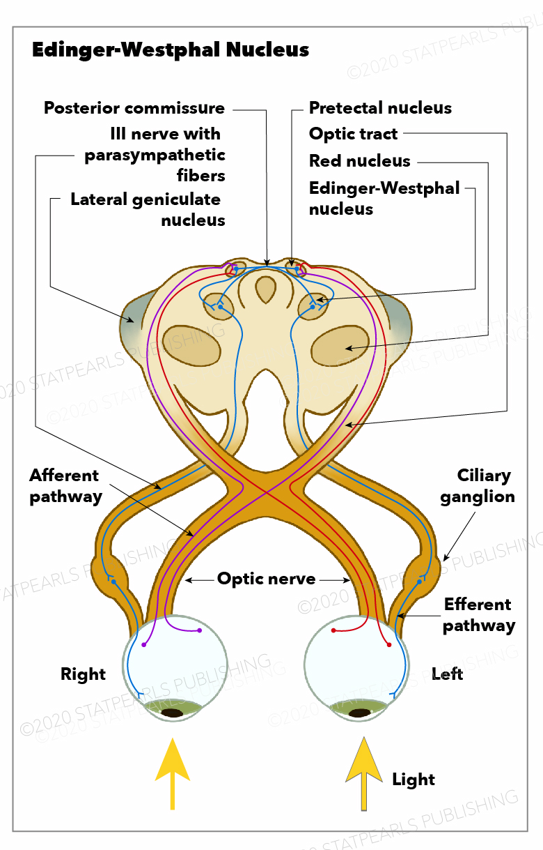 <p>Edinger-Westphal Nucleus