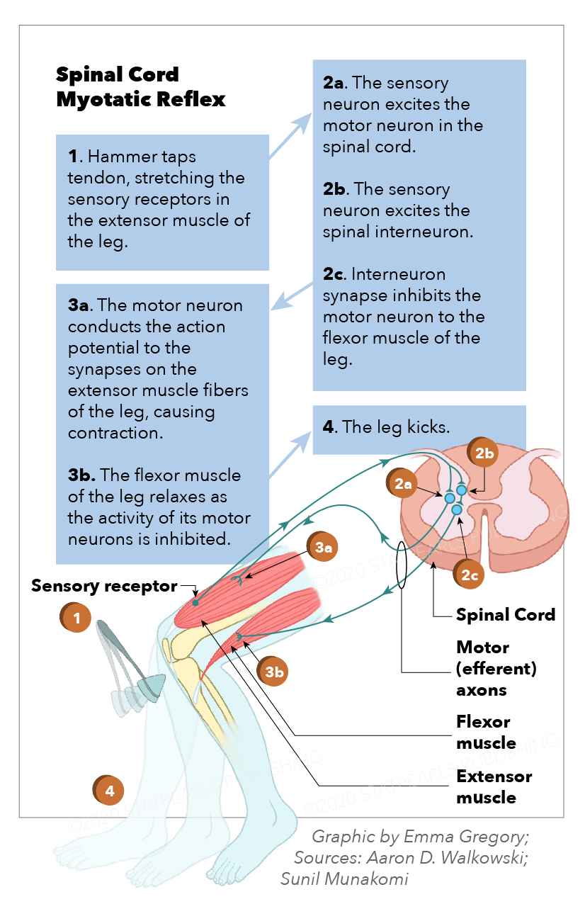 Myotatic reflex, spinal cord, sensory receptor, spinal cord, motor efferent axons