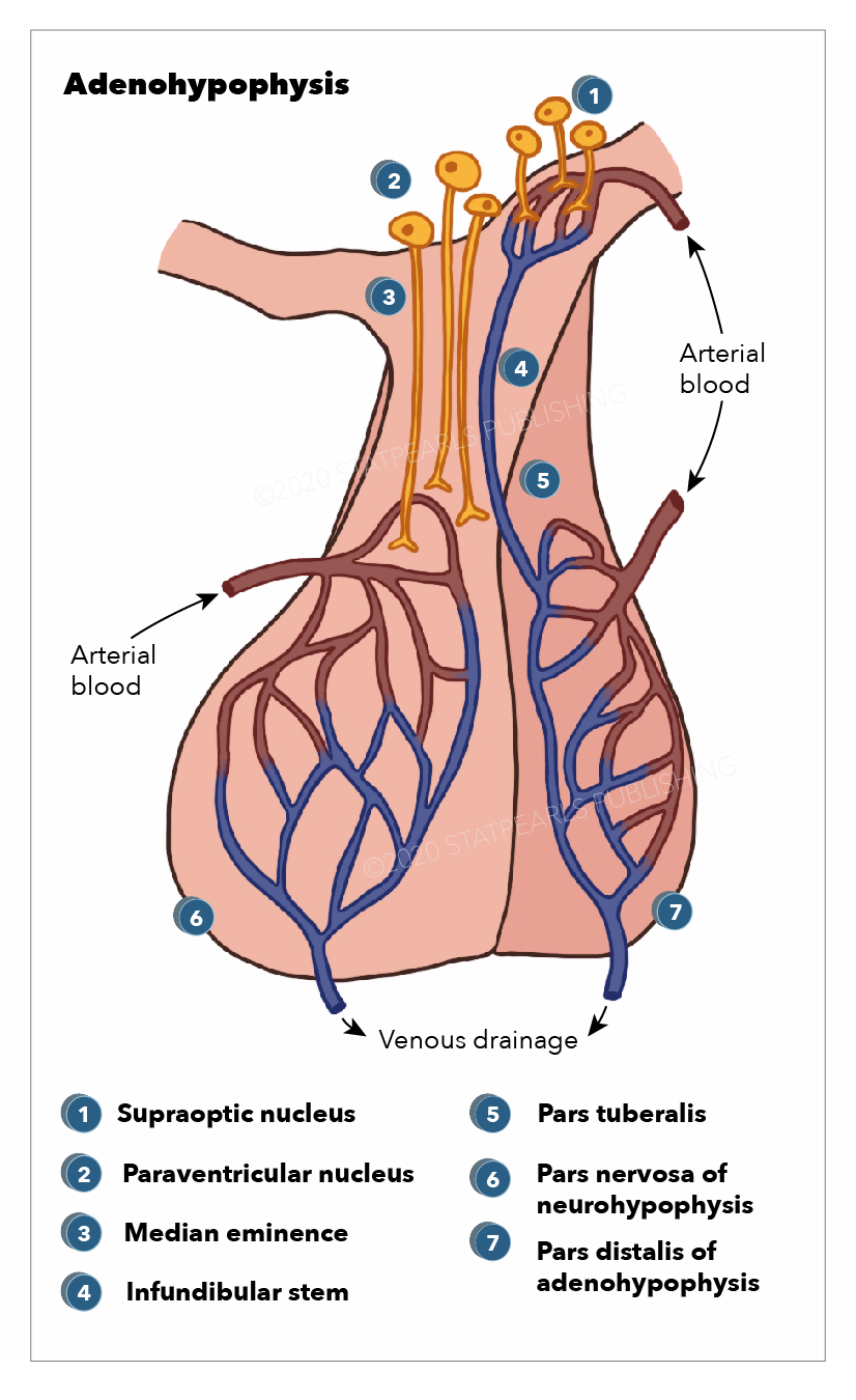 Adenohypophysis, Pars distalis of 
adenohypophysis, Pars nervosa of 
neurohypophysis, Pars tuberalisInfundibular stem, Medi