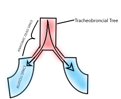 <p>Anatomical Dead Space Diagram.</p>