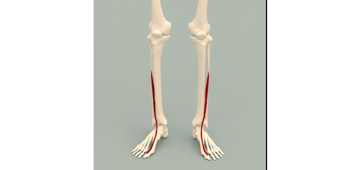 <p>Extensor Hallucis Longus.&nbsp;This image shows the path of the isolated extensor hallucis longus.</p>