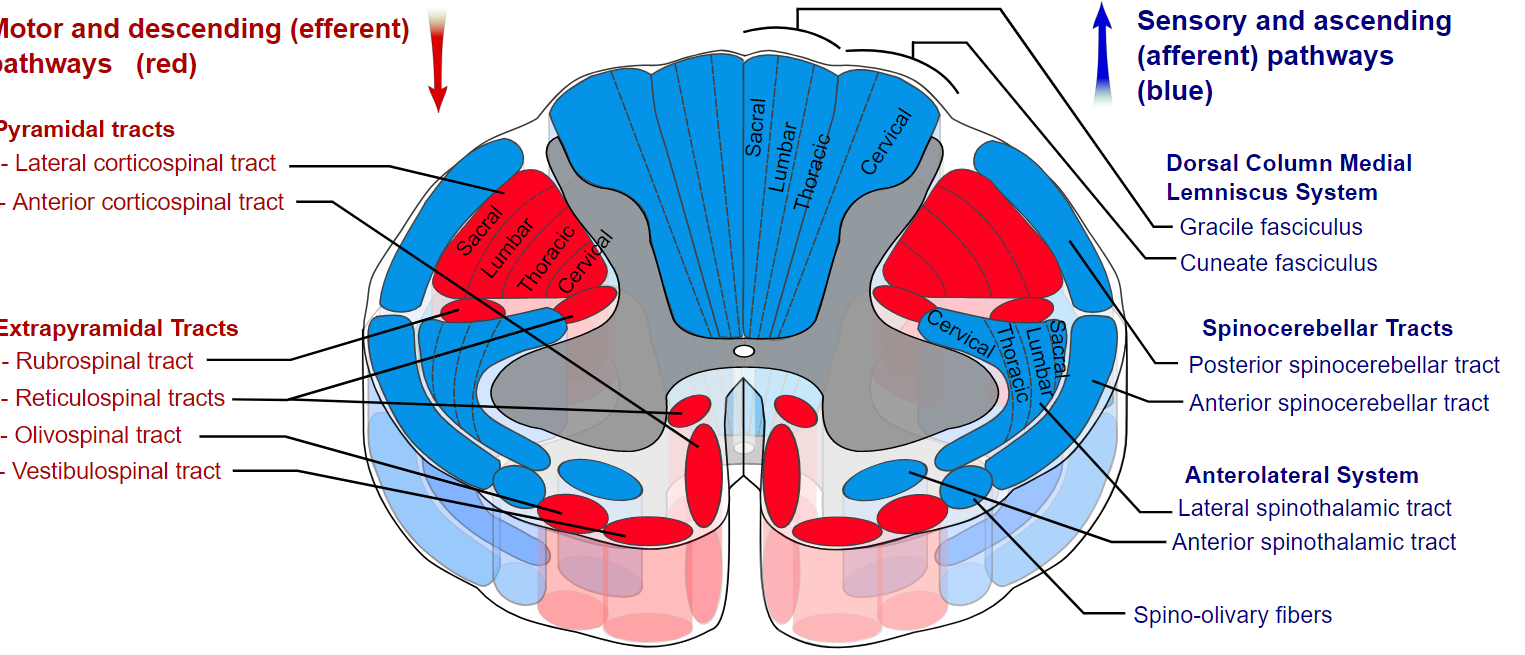 Tracts of the spinal cord.