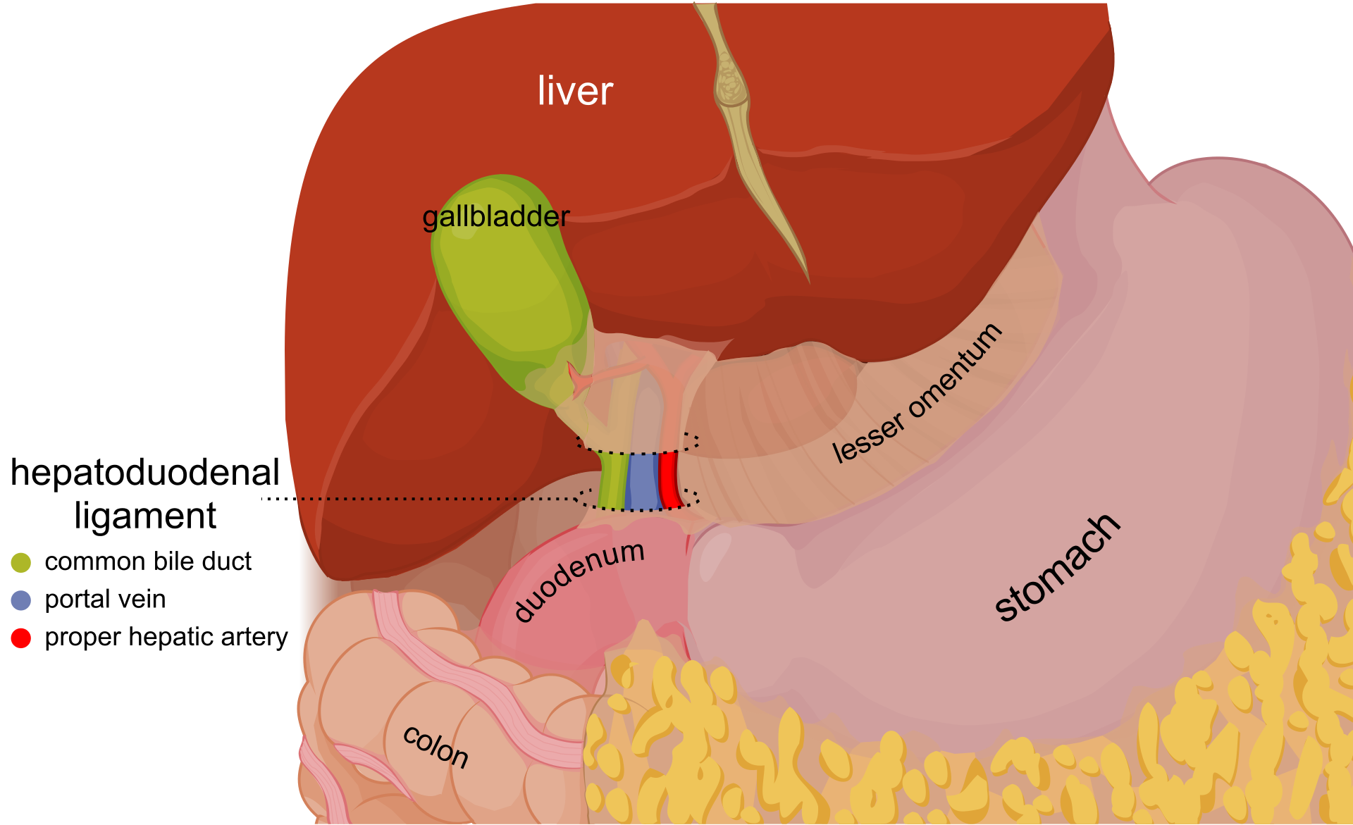 <p>Abdominal Cavity Organs