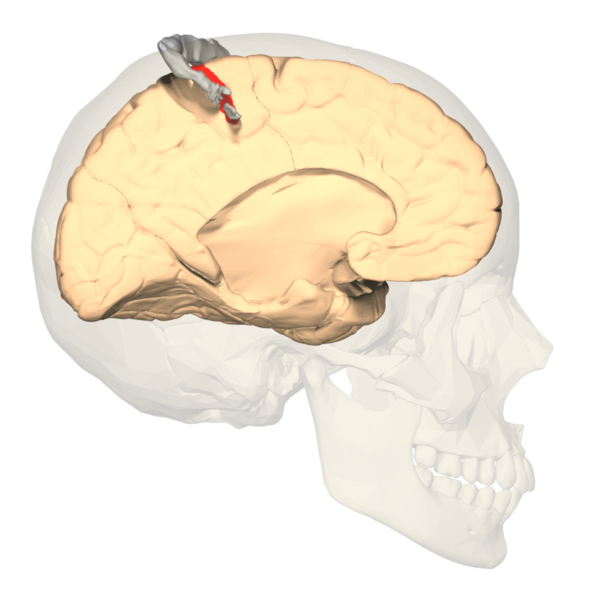 <p>Cortical Homunculus, Primary Somatosensory Cortex</p>