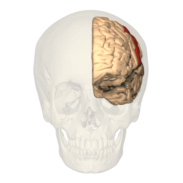 <p>Primary Somatosensory Cortex</p>