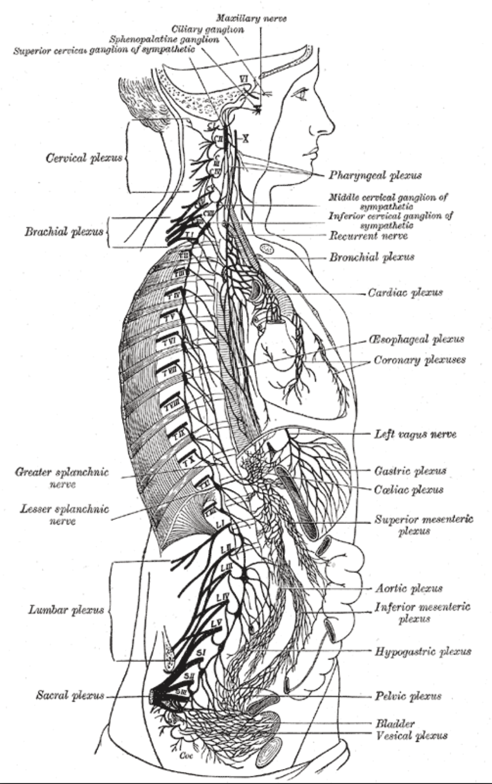 Anatomy of the right sympathetic chain with its associated plexuses